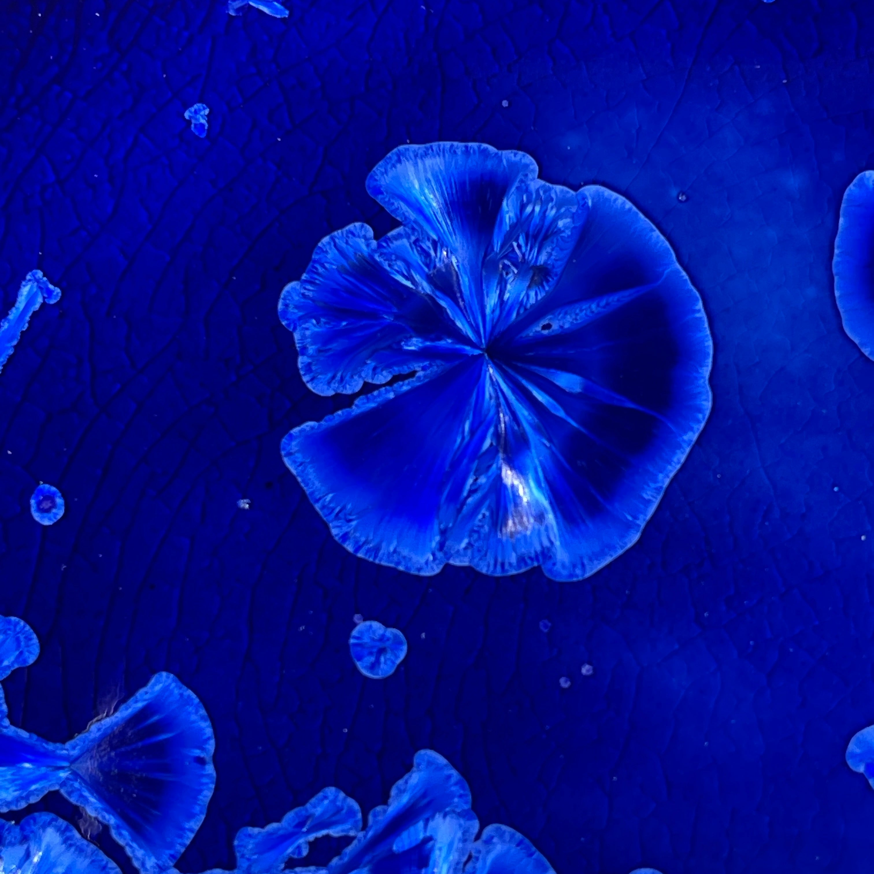 cobalt blue macro crystalline tray by Hong Rubinstein OneDream Design TM